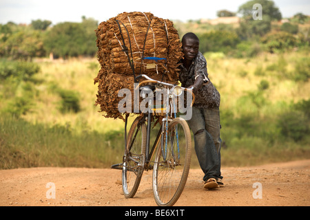 L'uomo spingendo una bicicletta laden con il tabacco in Uganda. Foto Stock