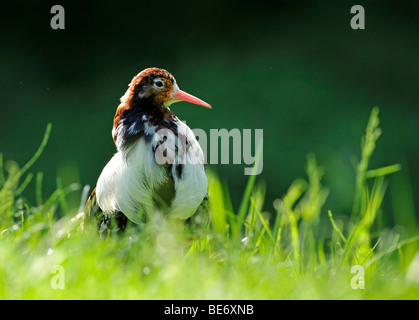 Ruff (Philomachus pugnax), maschio nel piumaggio di allevamento Foto Stock