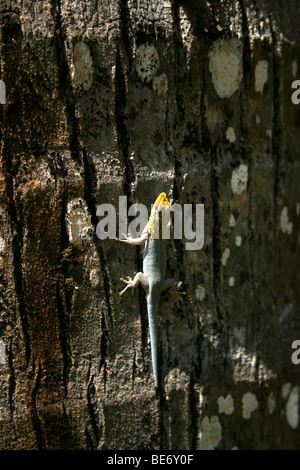 Nana testa gialla Gecko - Lygodactylus luteopicturatus, Mombasa, in Kenya, Africa Foto Stock