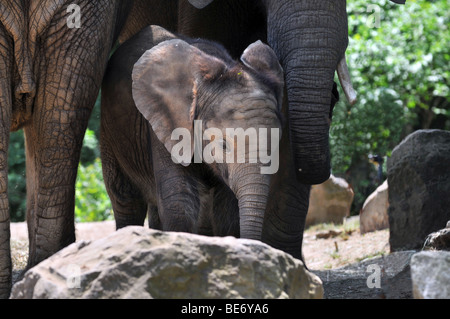 Vitello di elefante protetti da madre Foto Stock