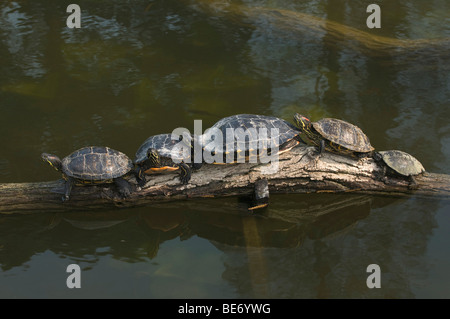 Quattro a becco giallo tartarughe cursore (Trachemys scripta scripta) e un laghetto europea Terrapin (Emys orbicularis) crogiolarvi al sole su una thi Foto Stock