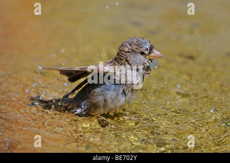 Casa passero (Passer domesticus), di balneazione Foto Stock