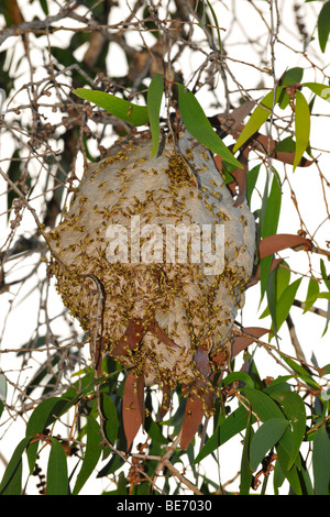 Nido, carta comune wasp (Polistes humilis), Queensland, Australia Foto Stock