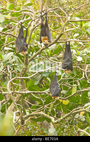 Gruppo di Madagascar volpi volanti Foto Stock