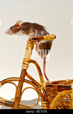 Fancy Mouse su un triciclo decorativo fatto di willow Foto Stock