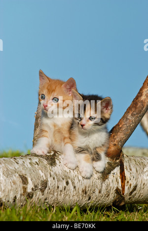 Due gatti domestici, gattini salendo su un registro di betulla Foto Stock