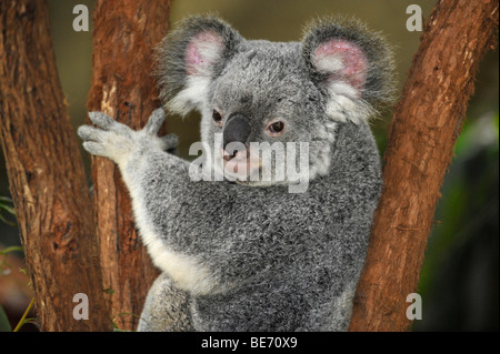 Koala (Phascolarctos cinereus) nella struttura ad albero di eucalipti (Eucalipto), Queensland, Australia Foto Stock