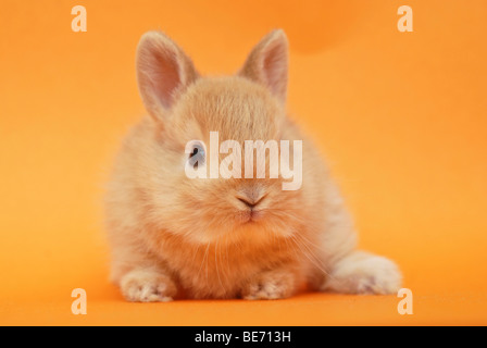 Giovani Dwarf Rabbit, 4 settimane Foto Stock