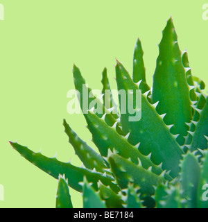 Close up di aloe vera impianto su sfondo verde shot in studio Foto Stock