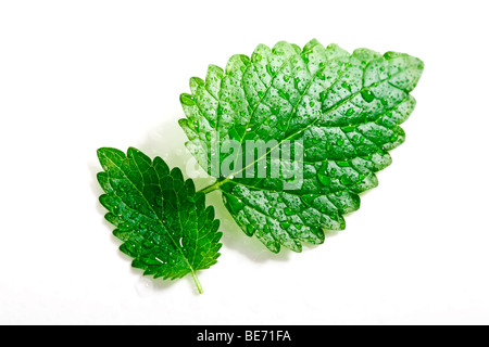 Due foglie di menta Foto Stock