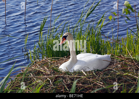 Cigno (Cygnus olor), di nesting e di allevamento, Lakeside