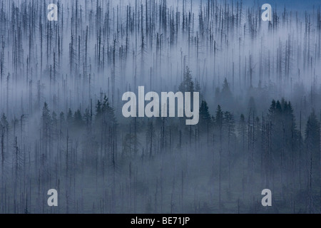 Umore nuvoloso sul picco di montagna Lusen, Parco Nazionale della Foresta Bavarese, Baviera, Germania, Europa Foto Stock