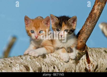 Due gatti domestici, gattini salendo su un registro di betulla Foto Stock