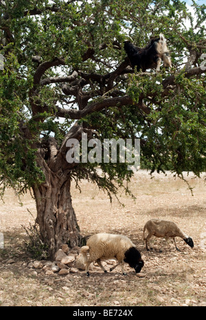 Capre di mangiare in un albero di Argan ( Argania spinosa, Marocco, Africa Foto Stock