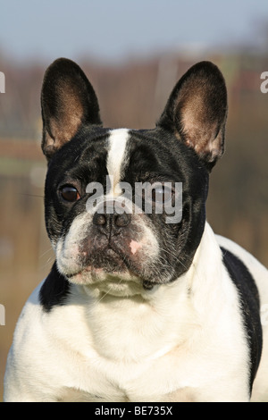 Bulldog francese, maschio, ritratto Foto Stock
