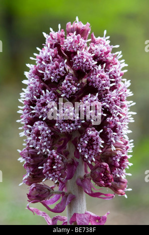 Butterbur comune (Petasites hybridus), Almtal, Austria superiore, Europa Foto Stock