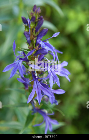 Lobelia Urens o acre Lobelia cresce in zone montuose Togakushi, Giappone Foto Stock