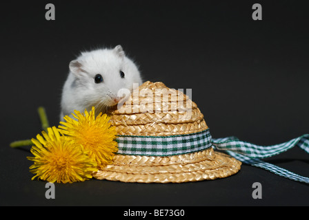 Winter White Russian Dwarf Hamster (Phodopus sungorus) su un cappello di paglia Foto Stock