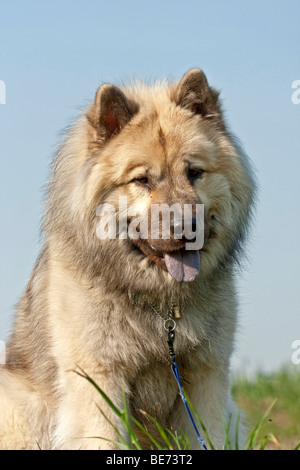 Cane Eurasier, ritratto Foto Stock