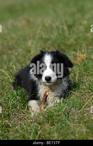 Border Collie cucciolo con un bastone, giacente sul prato Foto Stock