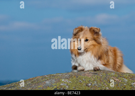 Shetland Sheepdog giacente su una roccia Foto Stock