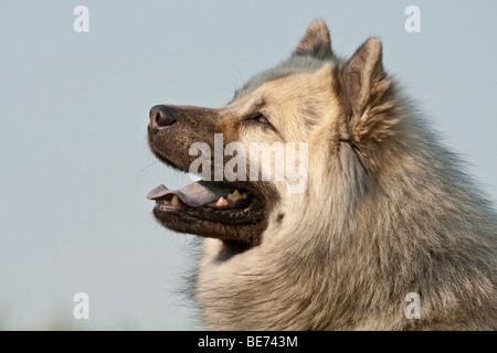 Cane Eurasier, ritratto Foto Stock