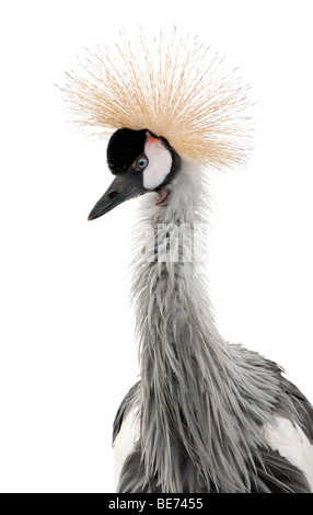 Grey Crowned Crane, Balearica regulorum, 18 mesi di età, di fronte a uno sfondo bianco, studio shot Foto Stock