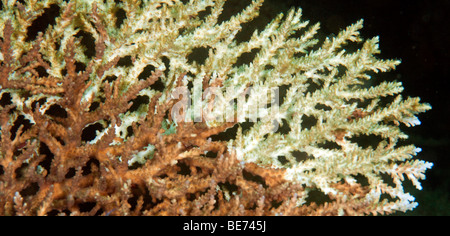 Coral sbianca, morendo Stony coral (Acropora sp.), Indonesia, sud-est asiatico Foto Stock
