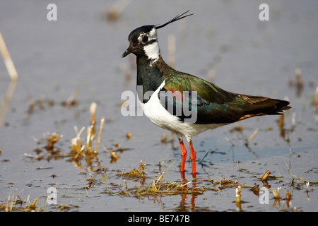 Pavoncella, Peewit o verde Plover (Vanellus vanellus) in piedi in acqua poco profonda, Burgenland, Austria, Europa Foto Stock