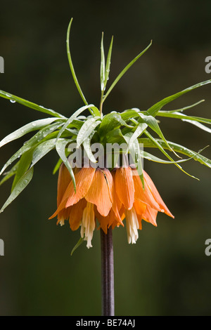 La corona imperiale (Fritillaria imperialis) Foto Stock