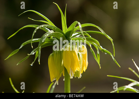 La corona imperiale (Fritillaria imperialis) Foto Stock