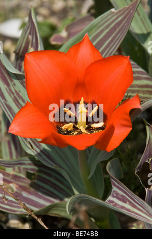 La molla a stella (Ipheion uniflorum) Foto Stock