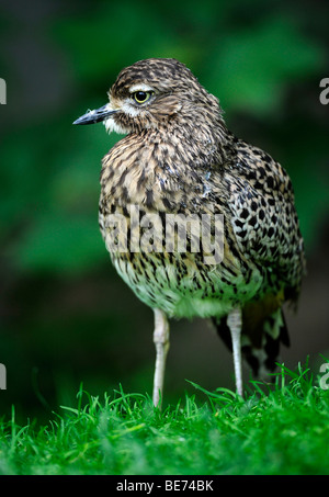 Avvistato thick-ginocchio (Burhinus capensis) Foto Stock