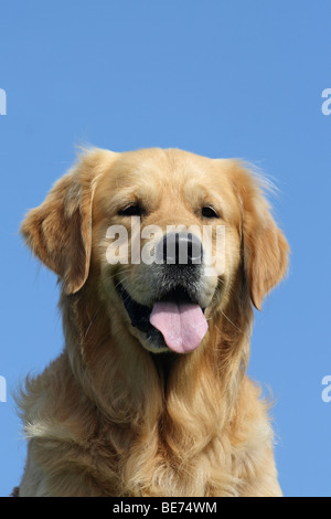 Il Golden Retriever, maschio, 3,5 anni, ritratto Foto Stock