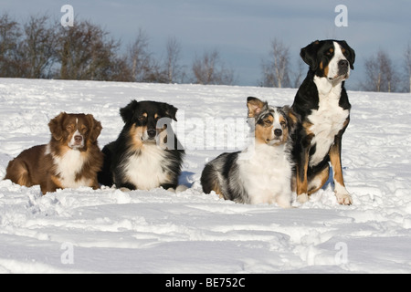 Tre pastori australiani e un maggiore Swiss Mountain Dog accanto a ogni altro nella neve Foto Stock
