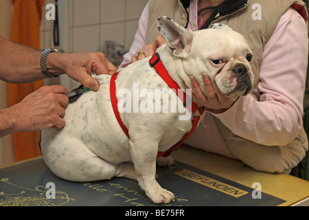 Bulldog francese presso il veterinario, ottenendo una iniezione Foto Stock