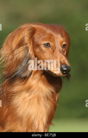 Con i capelli lunghi bassotto, ritratto Foto Stock