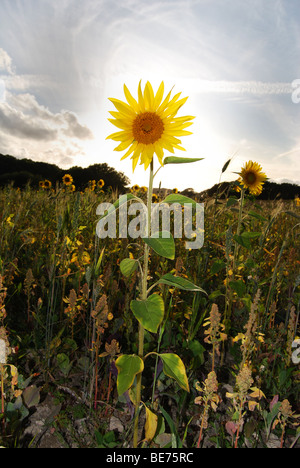 Girasole con ape in fiore nelle giornate di sole con flash di riempimento Foto Stock