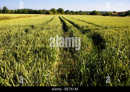 Verde giovane campo di mais Foto Stock