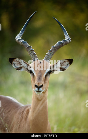 Impala (Aepyceros melampus), Kruger National Park, Sud Africa Foto Stock