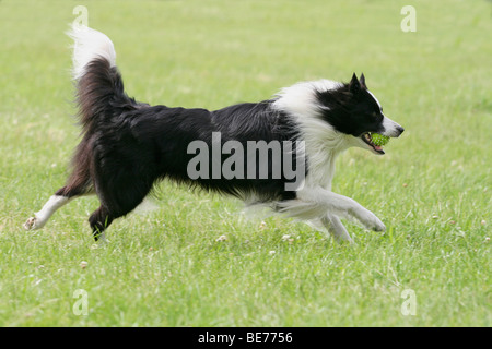 Border Collie in esecuzione su un prato Foto Stock