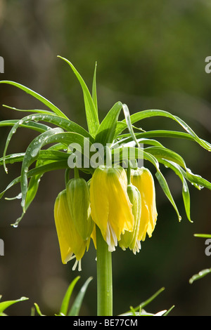 La corona imperiale (Fritillaria imperialis) Foto Stock