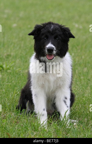 Border Collie cucciolo, 16 settimane di età, seduti su un prato Foto Stock