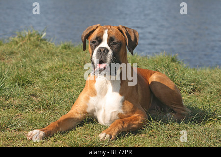 Boxer tedesco che giace su un prato Foto Stock