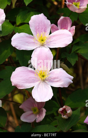 Fioritura clematide Anemone varietà Elizabeth (Clematis montana cultivar Elisabeth), pianta rampicante Foto Stock