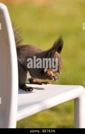 Scoiattolo (Sciurus vulgaris) seduto su una sedia da giardino, mangiare una noce Foto Stock