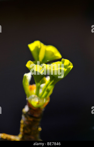 Giovani foglie di ginko tree (Ginkgo biloba) Foto Stock