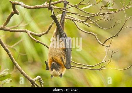 Madagascar flying fox Foto Stock
