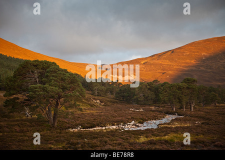 Alba sul Caledonian antica pineta nei Cairngorms, Scozia Foto Stock