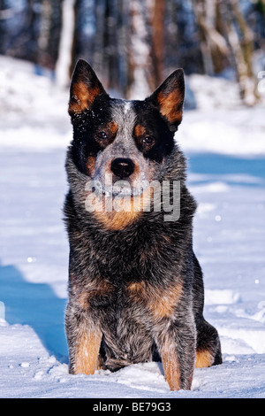 Miniature pinscher seduta nella neve Foto Stock